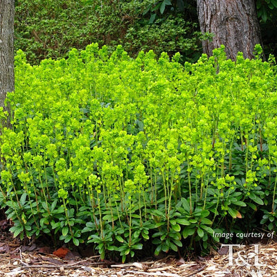 Euphorbia a robbiae 1gal