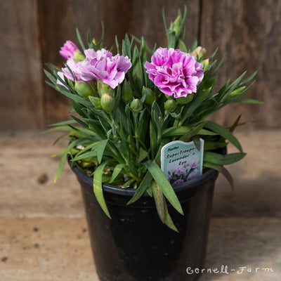 Dianthus Lavender+Eye SuperTrouper 4.25in CF