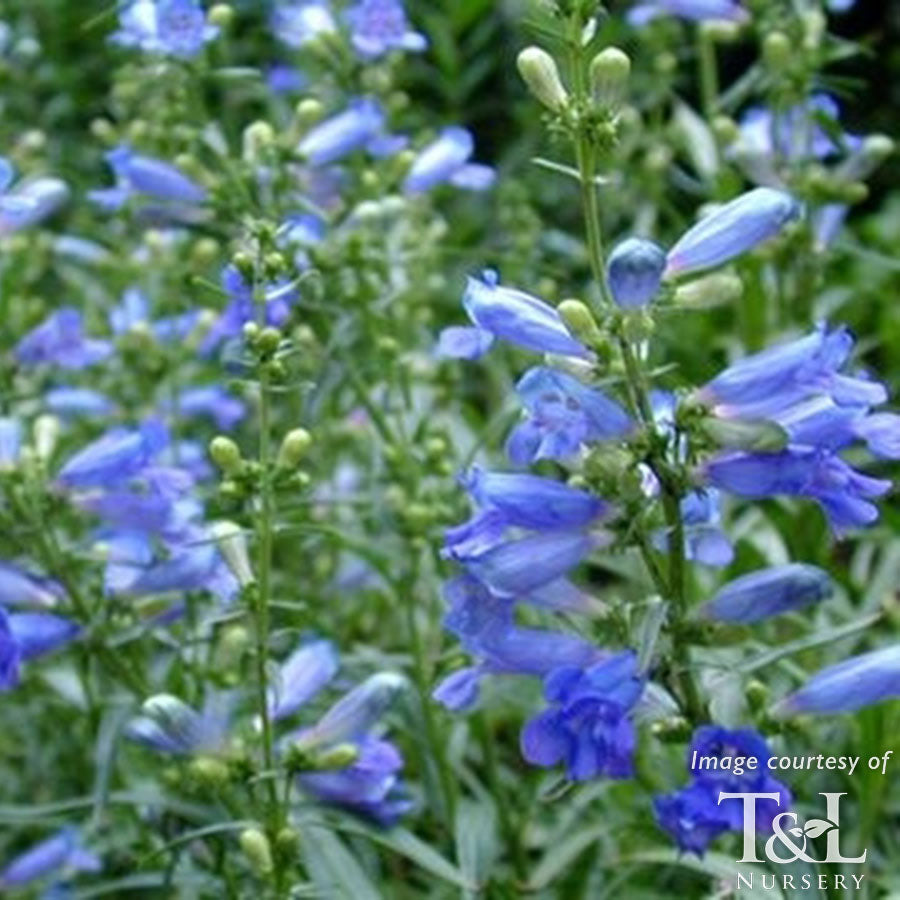 Penstemon Electric Blue 1gal