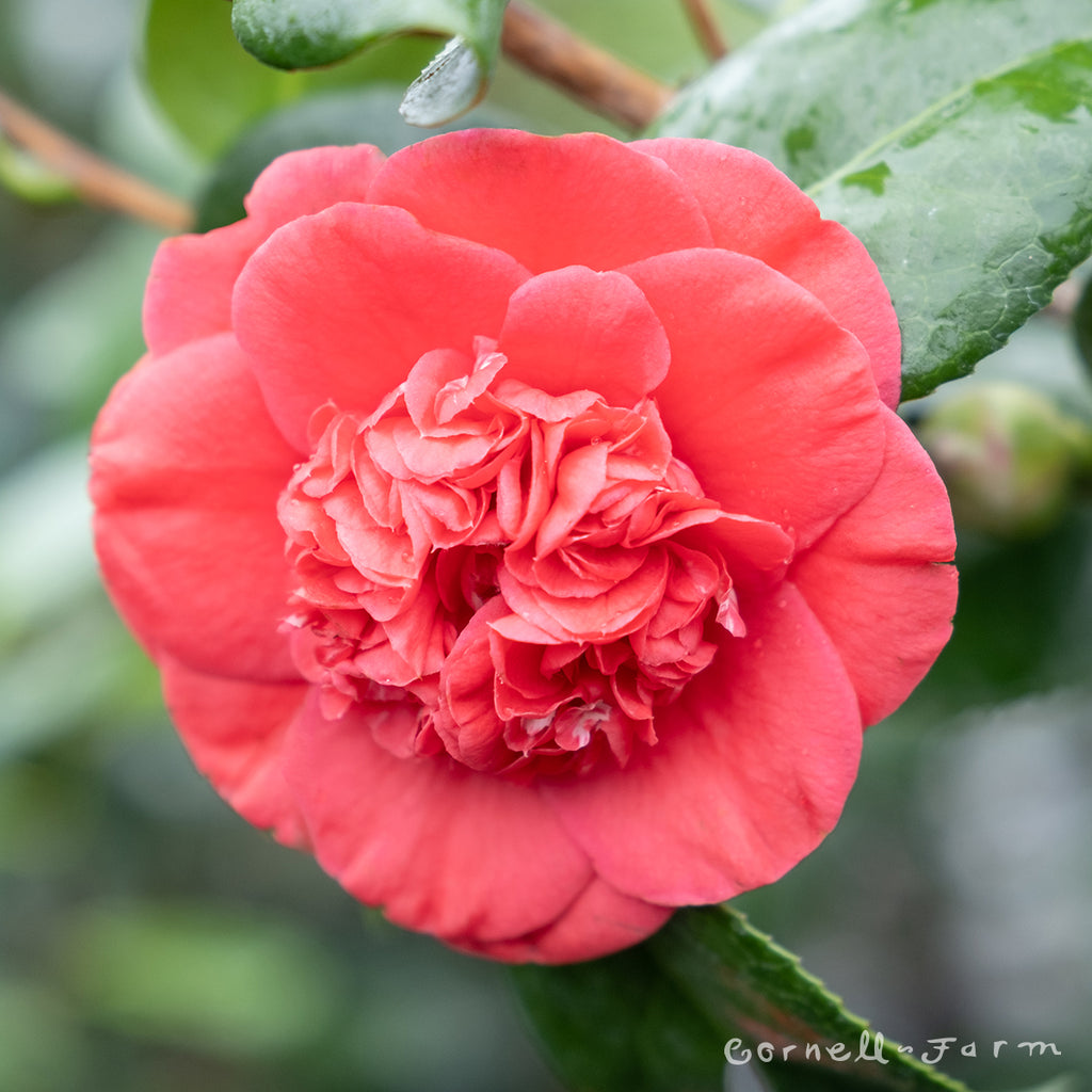 Camellia x j. April Tryst 10gal – Cornell Farm