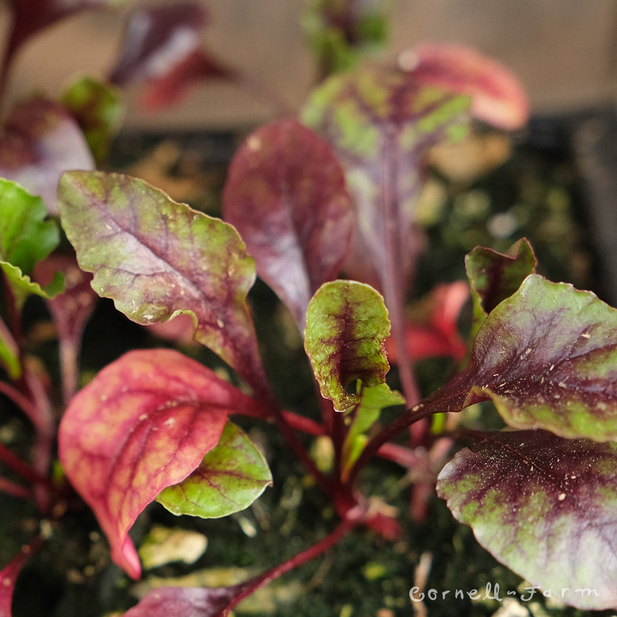 Beets Babybeat  Jumbo 6pk