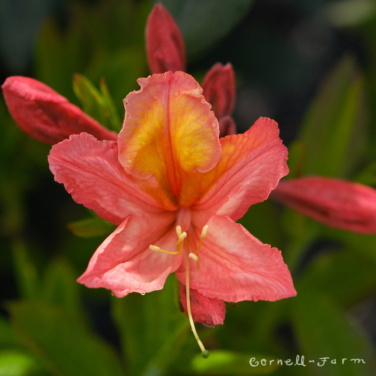 Exeter Azalea Azalea Exbury Mt St Helens 3gal Deciduous Azalea – Cornell Farm