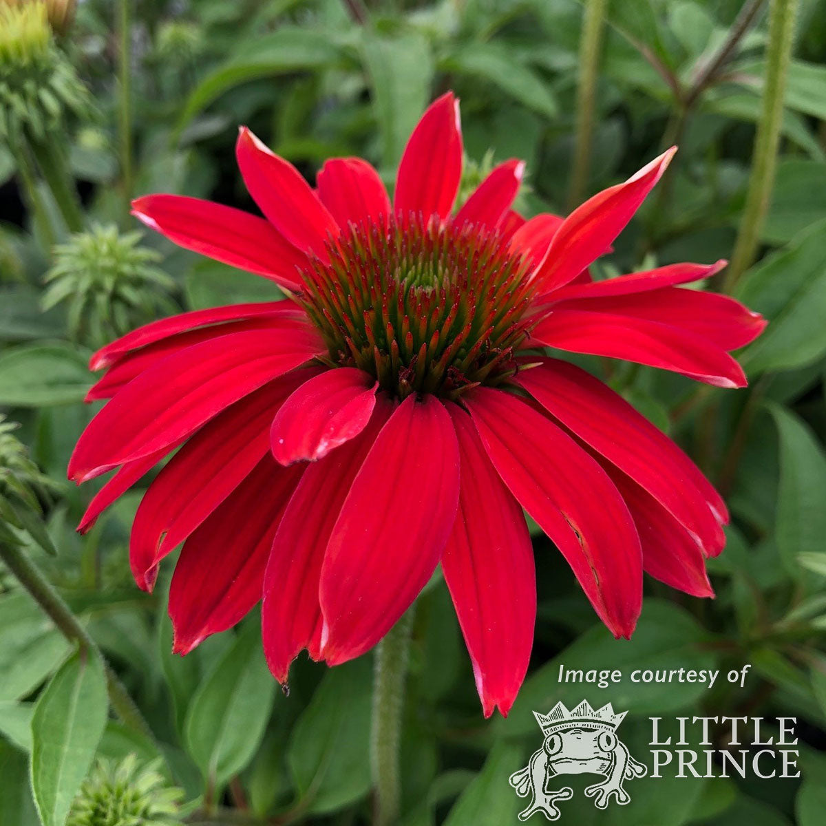 Echinacea Sombrero Sangrita 1gal – Cornell Farm