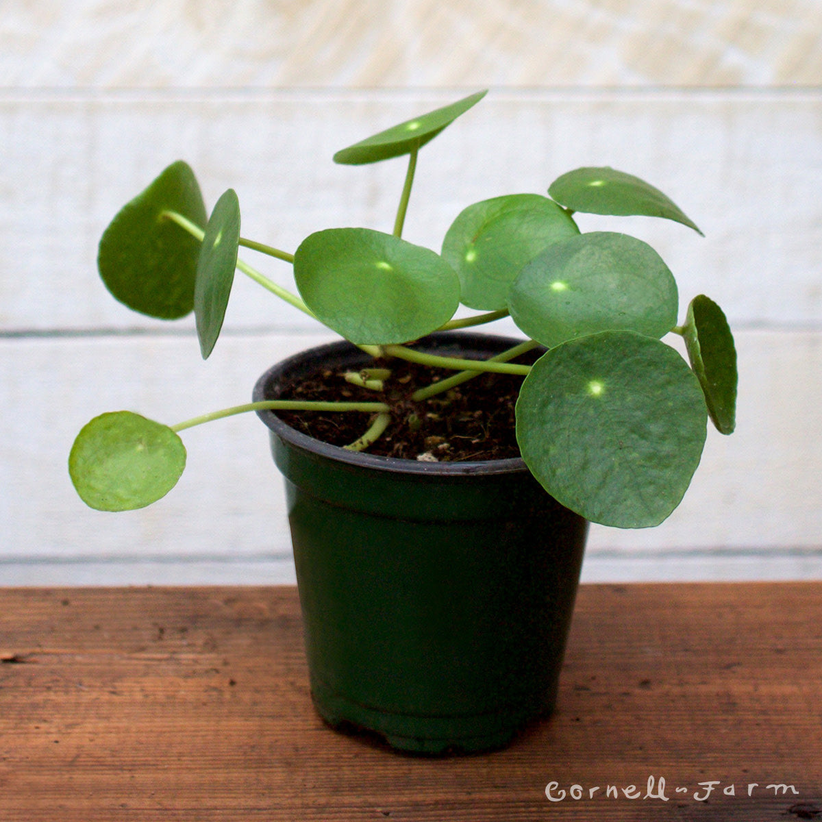 Pilea peperomioides 8in Chinese Money Plant