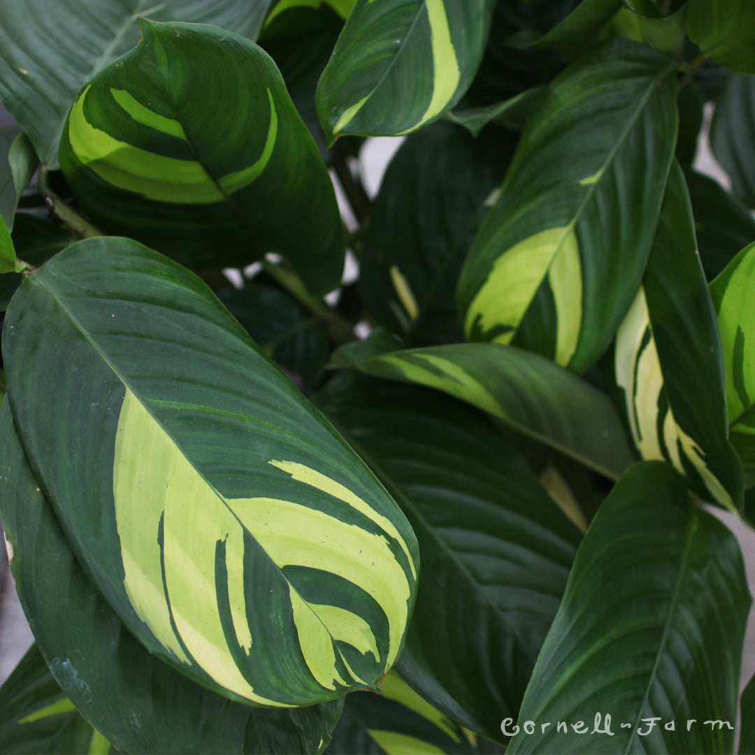 Ctenanthe lubbersiana 10in Never Never Plant  Cornell Farm