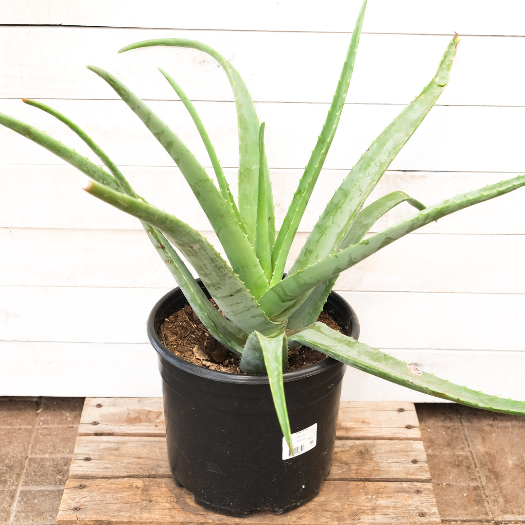 aloe vera plant birmingham Aloe vera 10in – Cornell Farm