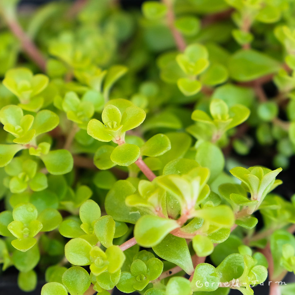 ogon succulent Sedum makinoi Ogon 4in – Cornell Farm