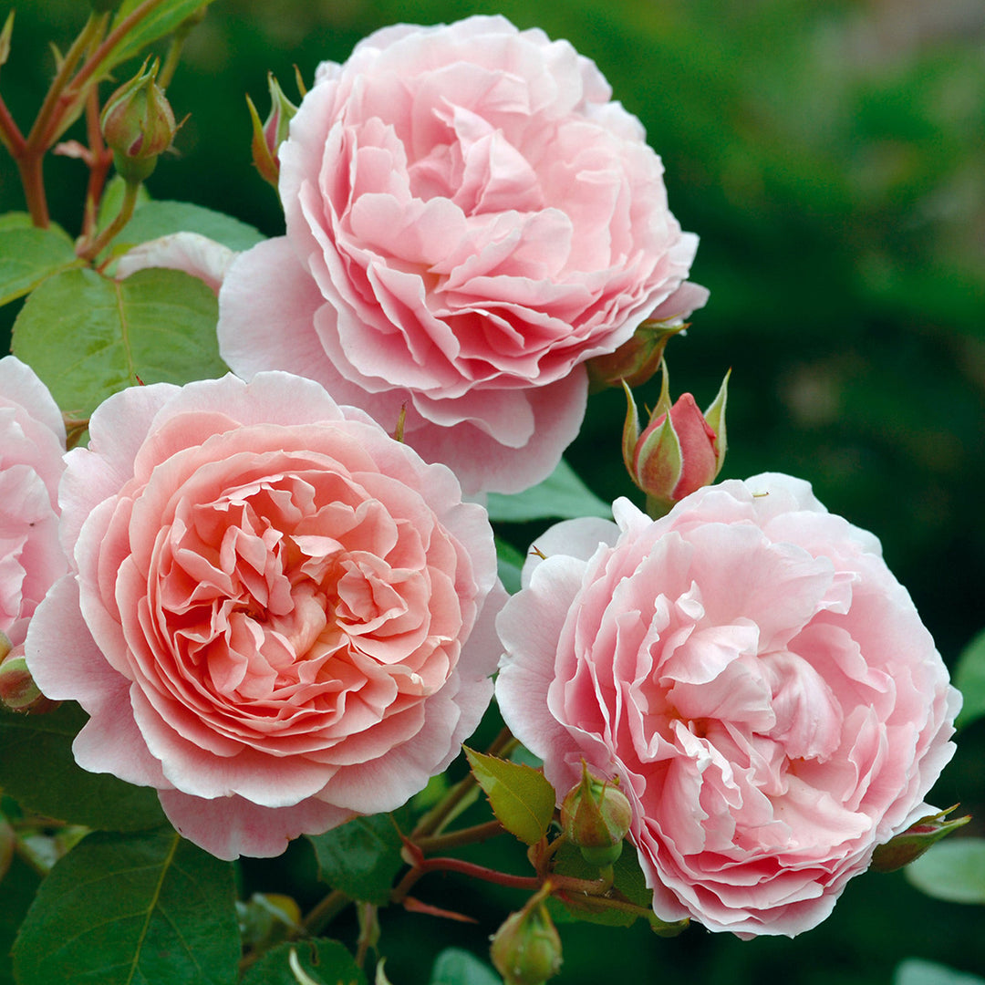 David Austin Rosa Imogen Rose Strawberry Hill 5gal Climbing David