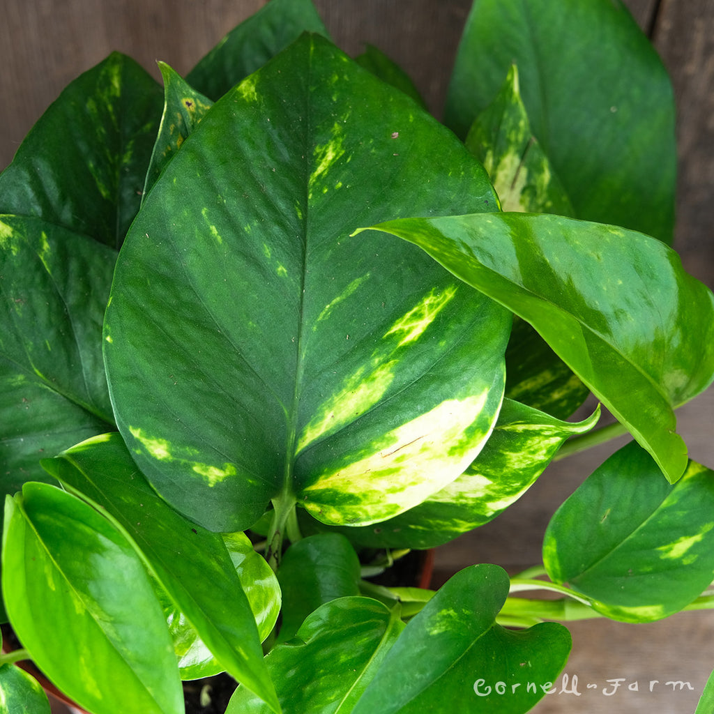 Epipremnum aureum 6in Golden Pothos