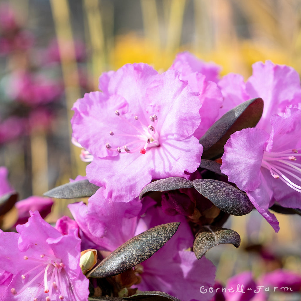 Rhododendron PJM Northern Starburst