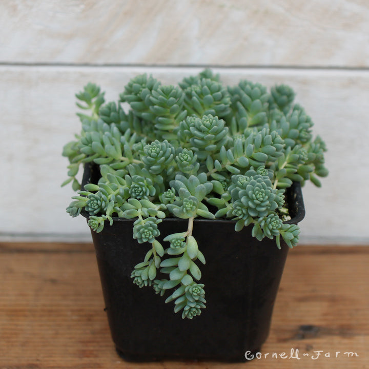 major succulent Sedum dasyphyllum Major 4.25in CF – Cornell Farm