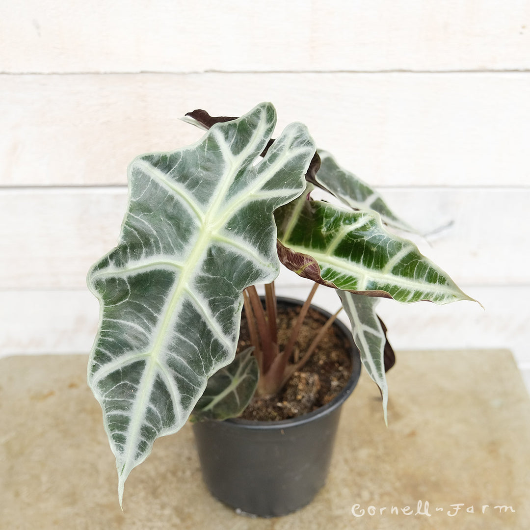 ぬいぐるみ NAUGHTY PLANTS Alocasia Polly Labubu THE MONSTERS NAUGHTY PLANTS Vinyl Face Series