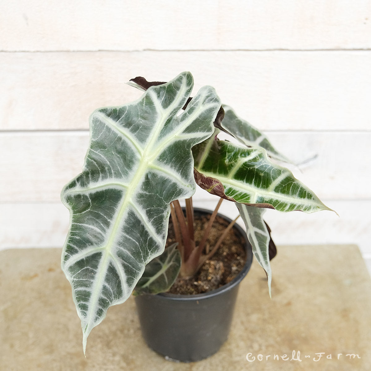 african mask elephant ear plant Alocasia x amazonica 6in Polly Dwarf African Mask