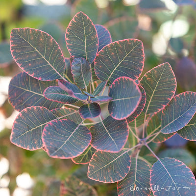 Cotinus coggygria Cotsid 2gal Velveteeny Dwarf Red Smoke Bush