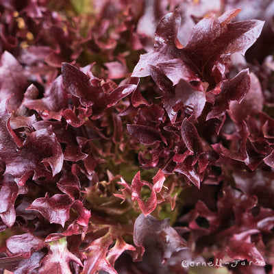 Lettuce Salanova Red Jumbo 6pk