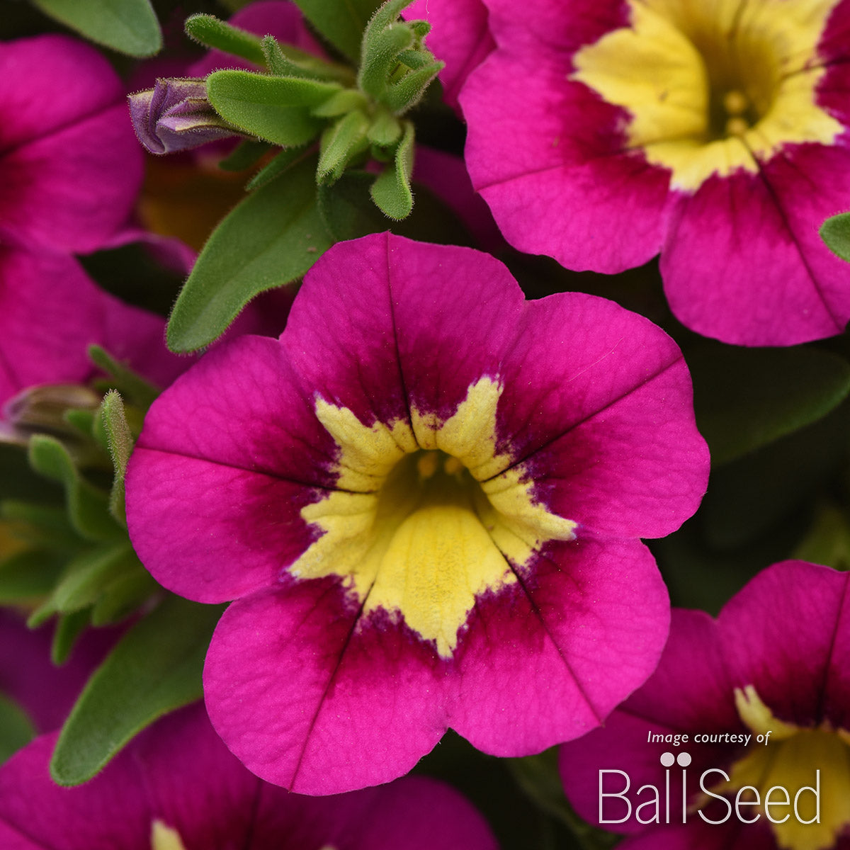 Calibrachoa Bumble Bee Hot Pink 4.25in CF