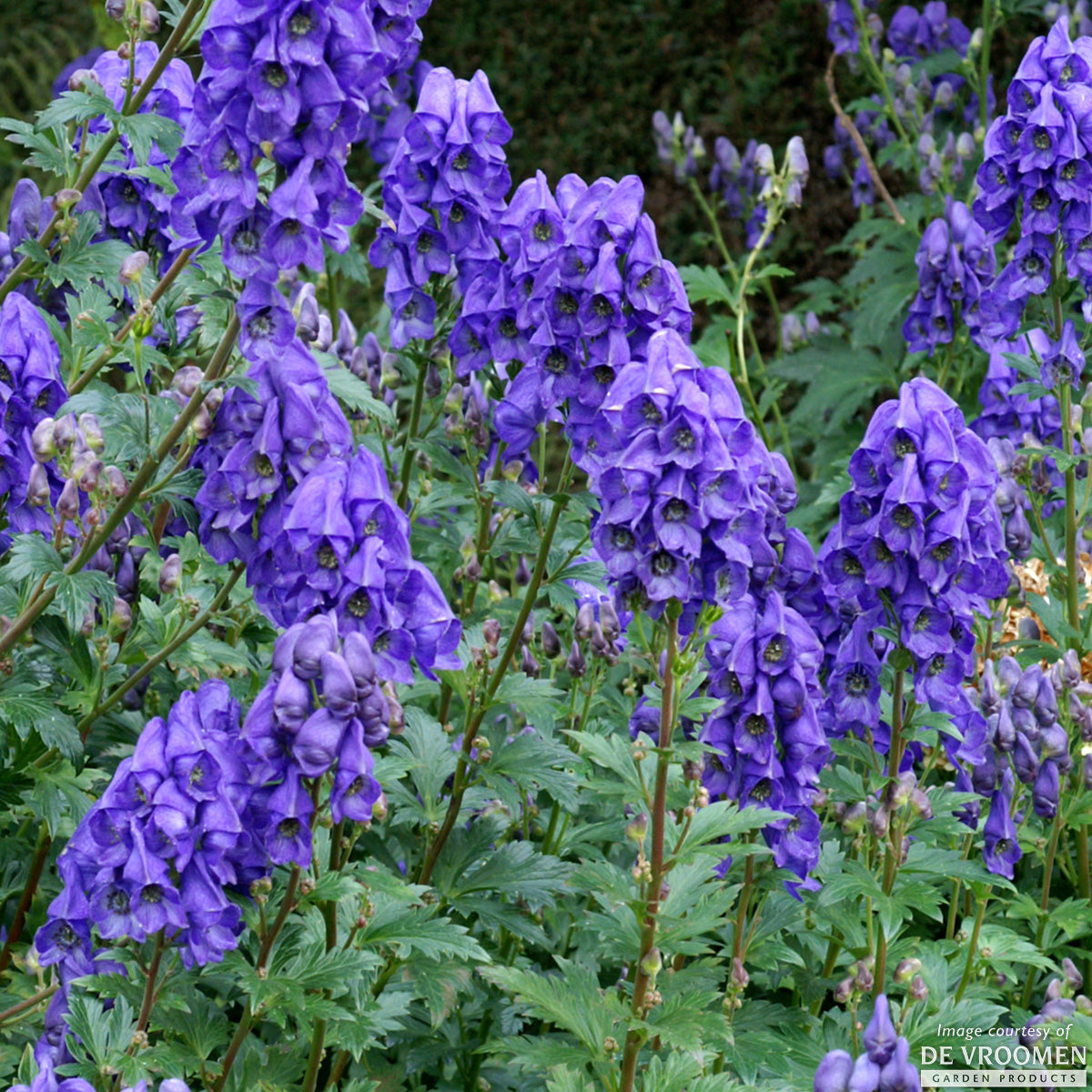 Aconitum napellus 1 gal. CF – Cornell Farm