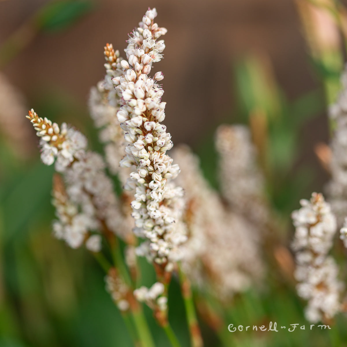 Persicaria affinis 1gal