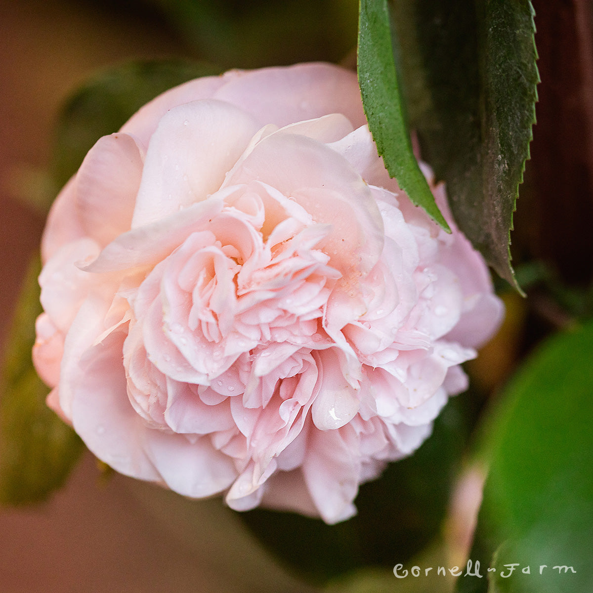 Camellia j. Debutante 5gal  ESP