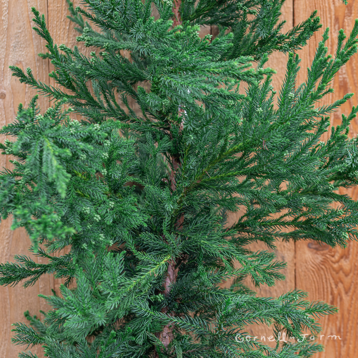 Cryptomeria j. Black Dragon 6gal Japanese Cedar