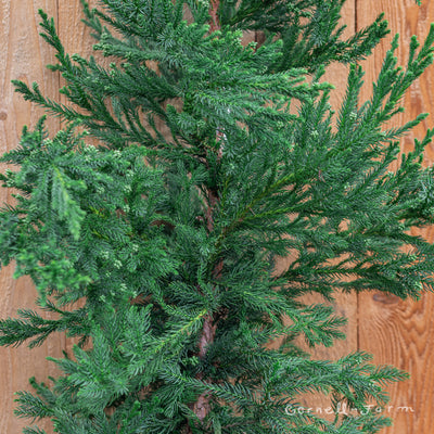 Cryptomeria j. Black Dragon 6gal Japanese Cedar