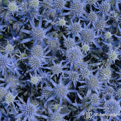 Eryngium planum Blue Glitter 1gal CF Sea Holly