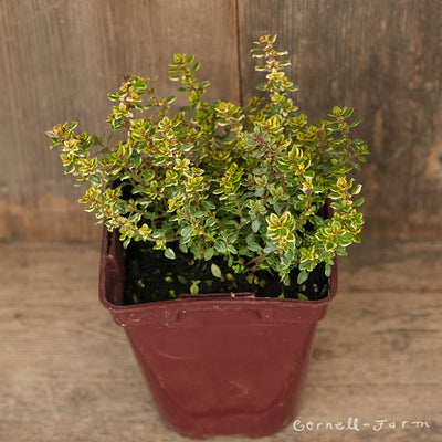 Thymus Lemon/Gold Variegated 4inThyme
