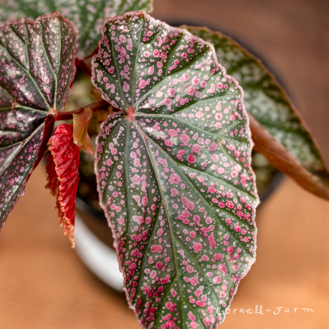 正規品 ミナペルホネン foliage ダウンベスト 38 ピンクmix Begonia Pink Plant | Exotic Leaf Houseplant | Steve's Leaves