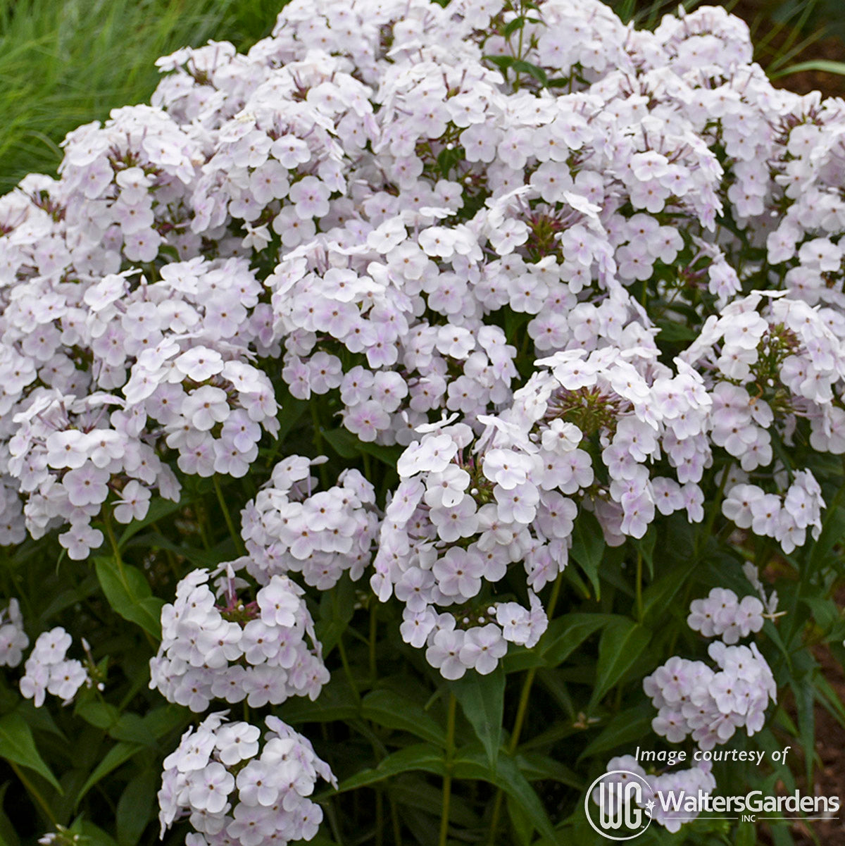 Phlox Fashionably Early Crystal 1gal CF