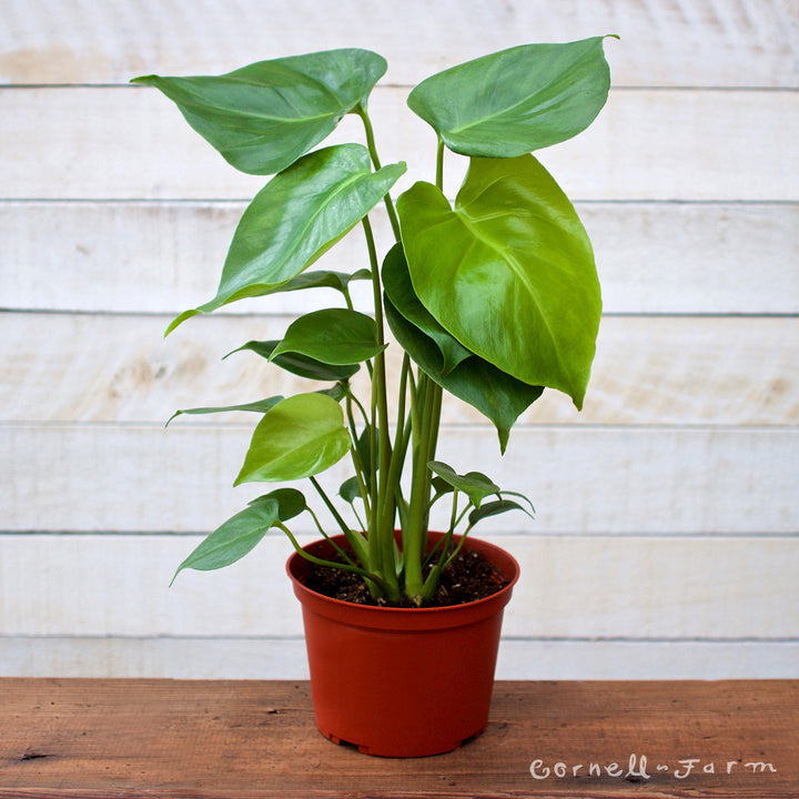 Monstera deliciosa 6in Swiss Cheese Plant – Cornell Farm