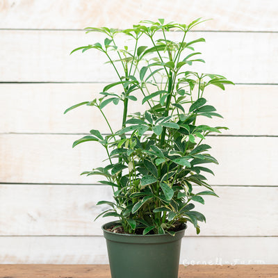 Schefflera 6in Moondrop