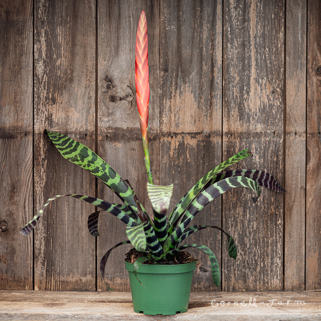 flaming sword plant Vriesea splenreit 6in Flaming Sword Bromeliad – Cornell Farm