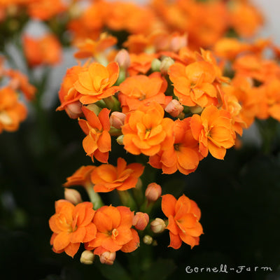 Kalanchoe bloss. 6in Orange Calandiva Florist Kalanchoe