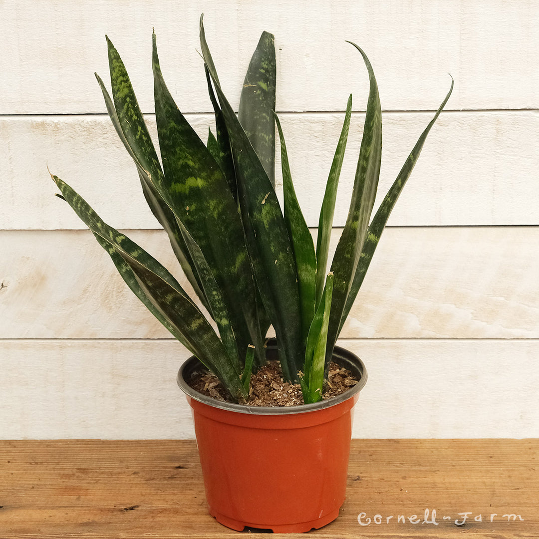 sansevieria trifasciata black gold snake plant Sansevieria trifasciata 6in Black Gold snake plant – Cornell Farm