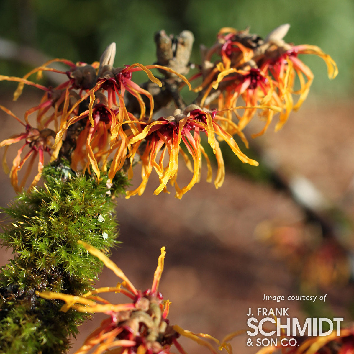 Hamamelis x intermedia Jelena 5gal Orange Witch Hazel