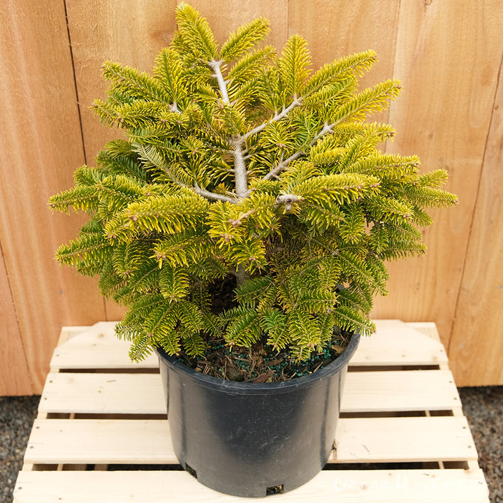 Abies nordmanniana Golden Spreader 3gal Nordman Fir – Cornell Farm