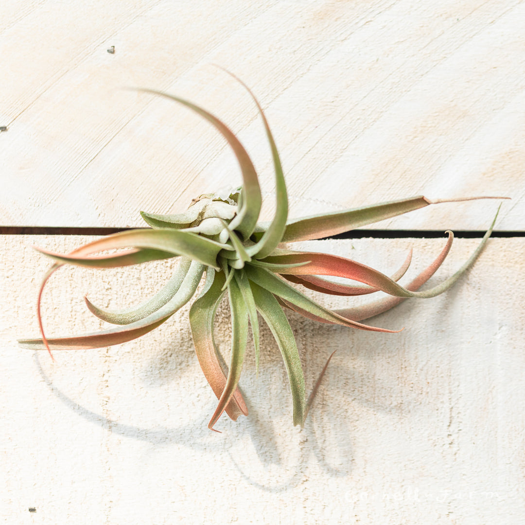 Tillandsia Capitata 3-4in Peach – Cornell Farm