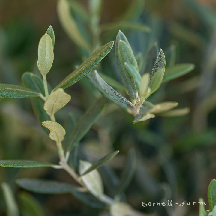 希少 レア Ollie オーリー 30冊セット 希少 レア Ollie オーリー 30冊セット - メルカリ