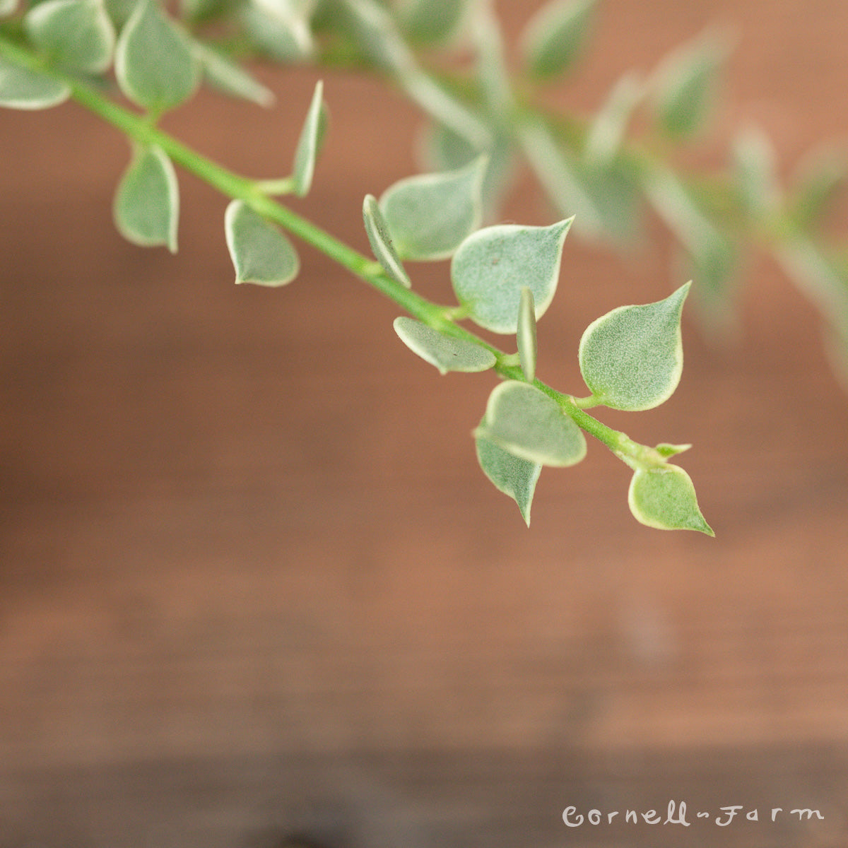 Dischidia ruscifolia Variegated Million Hearts 3in