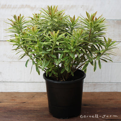 Euphorbia x m Ascot Rainbow 1gal