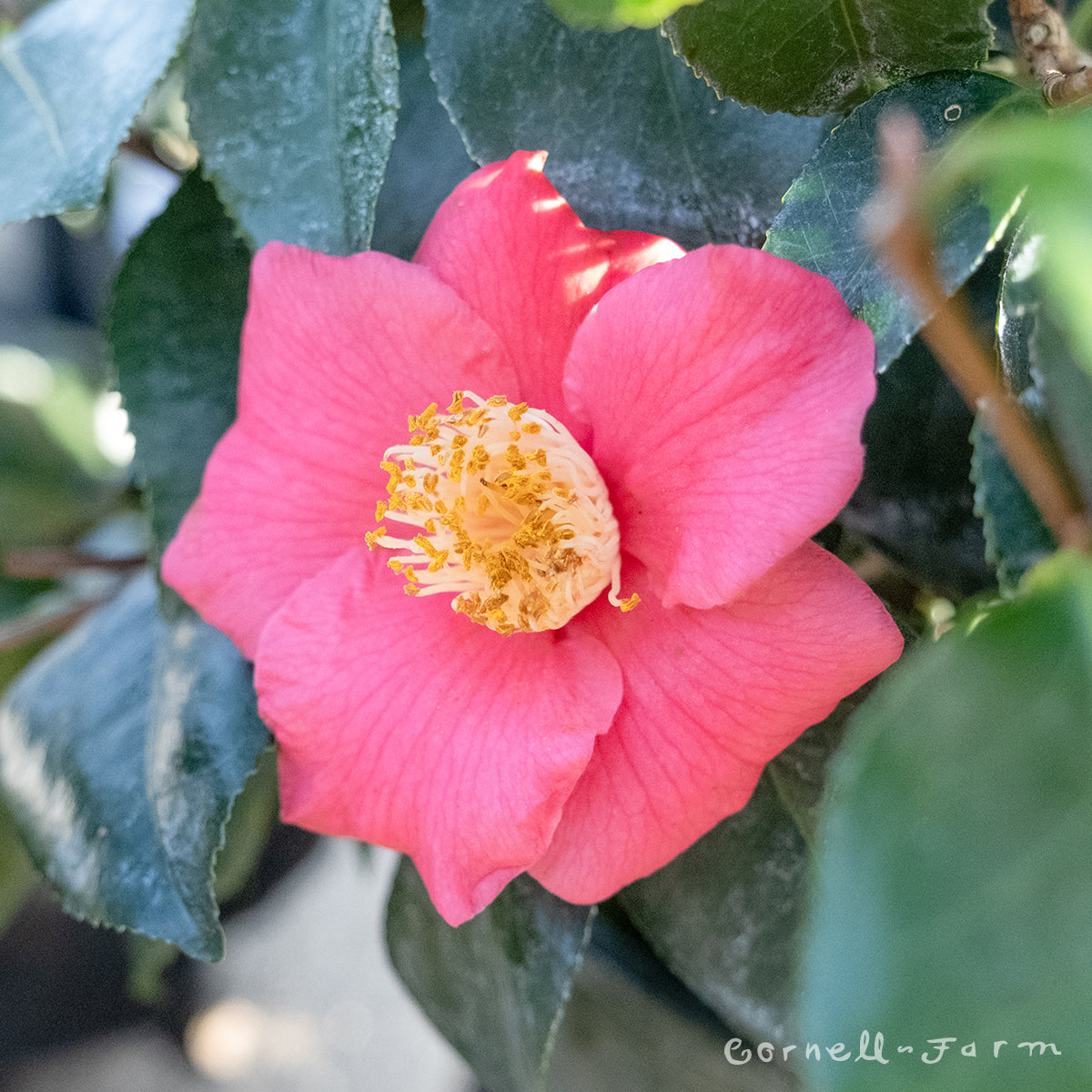 Camellia j. Spring's Promise 5gal