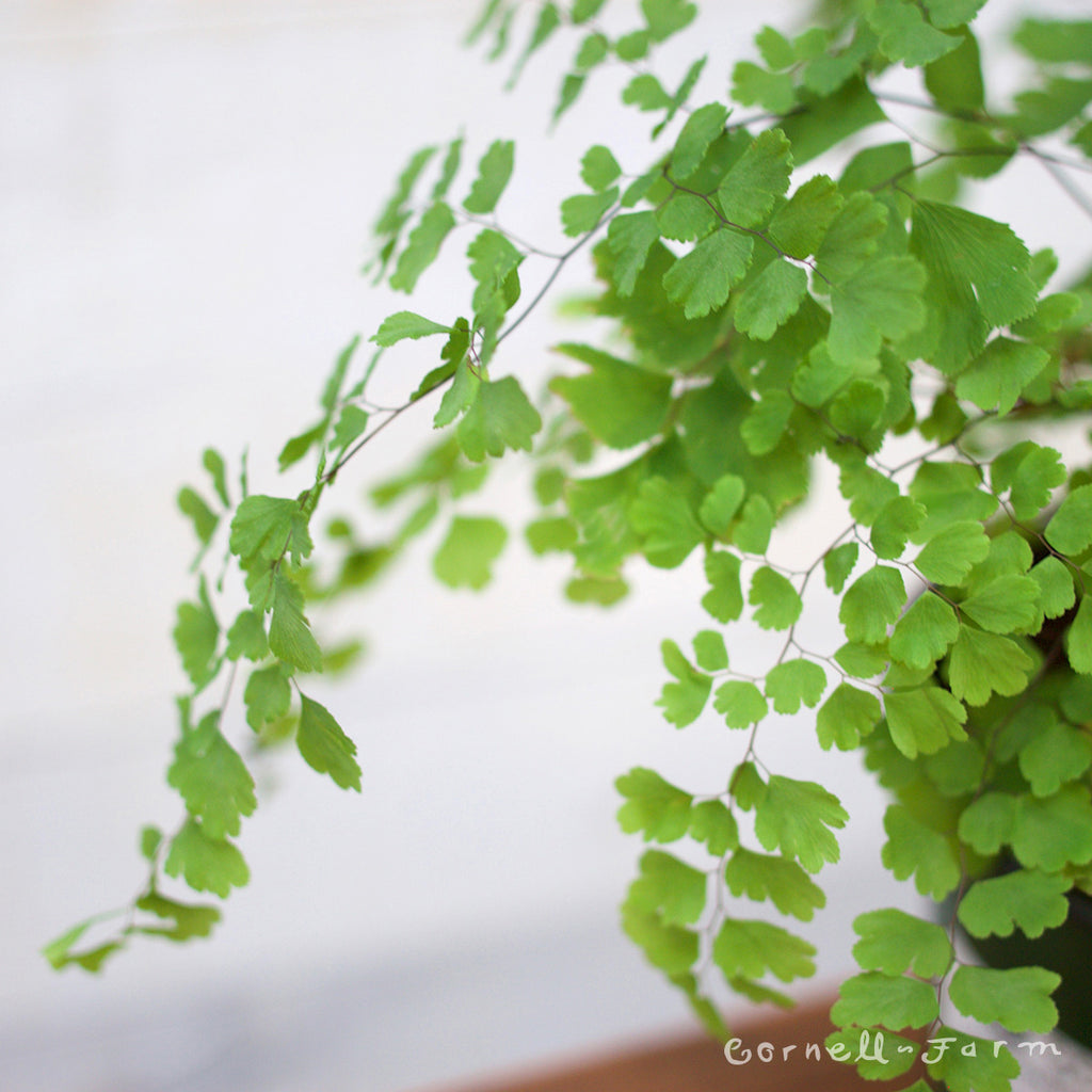 Cornell Farm Adiantum raddianum Maidenhair Fern