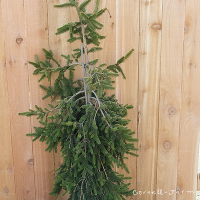 Picea abies Gold Drift 6gal Norway Spruce