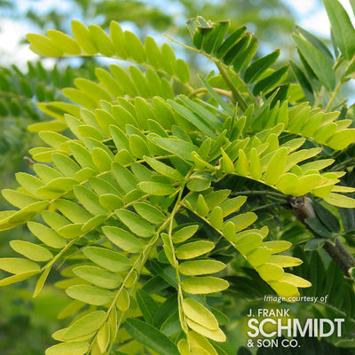 Gleditsia t. Suncole 15gal Sunburst Honeylocust