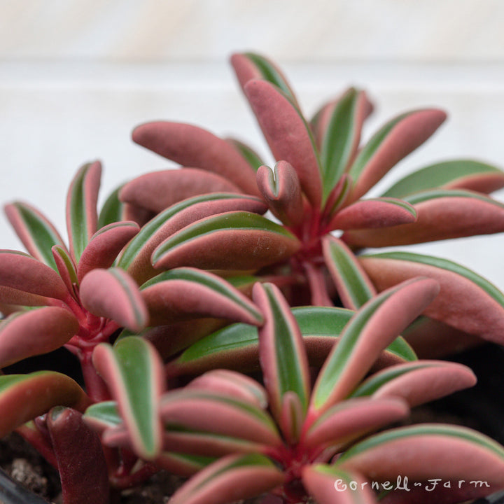 ruby glow succulent Peperomia graveolens 4in Ruby Glow – Cornell Farm