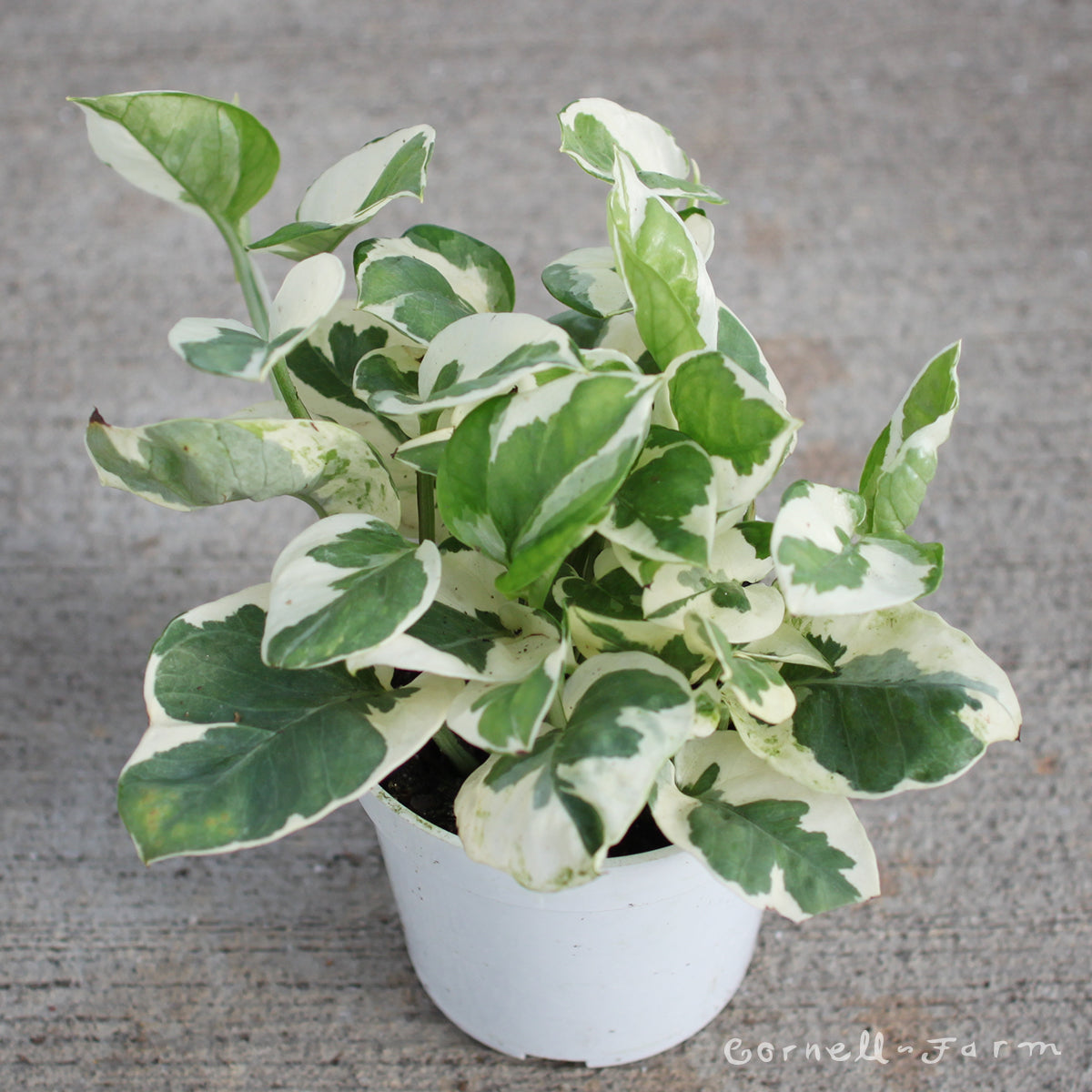 njoy pothos scientific name Epipremnum aureum 4in Pothos NJoy