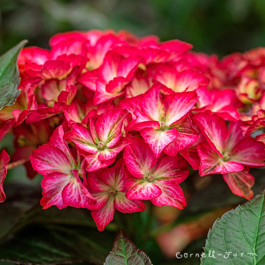 Hydrangea m. Hamptons 2gal Seaside Serenade – Cornell Farm