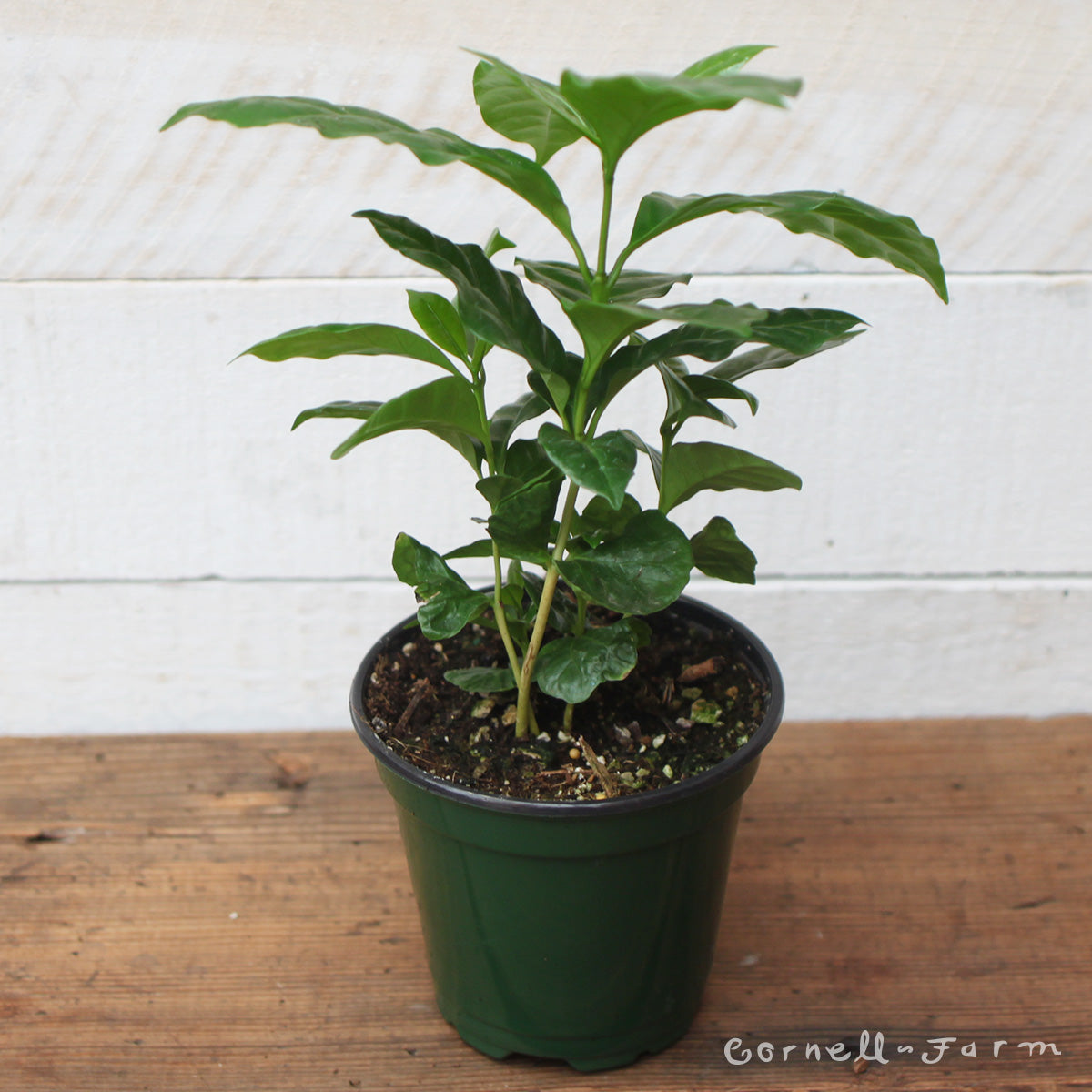 Coffea arabica 4in Coffee Plant