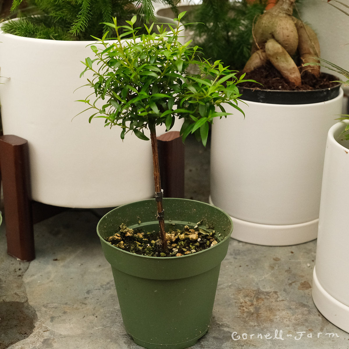 myrtus communis indoor plant Myrtus communis 4in Myrtle Topiary
