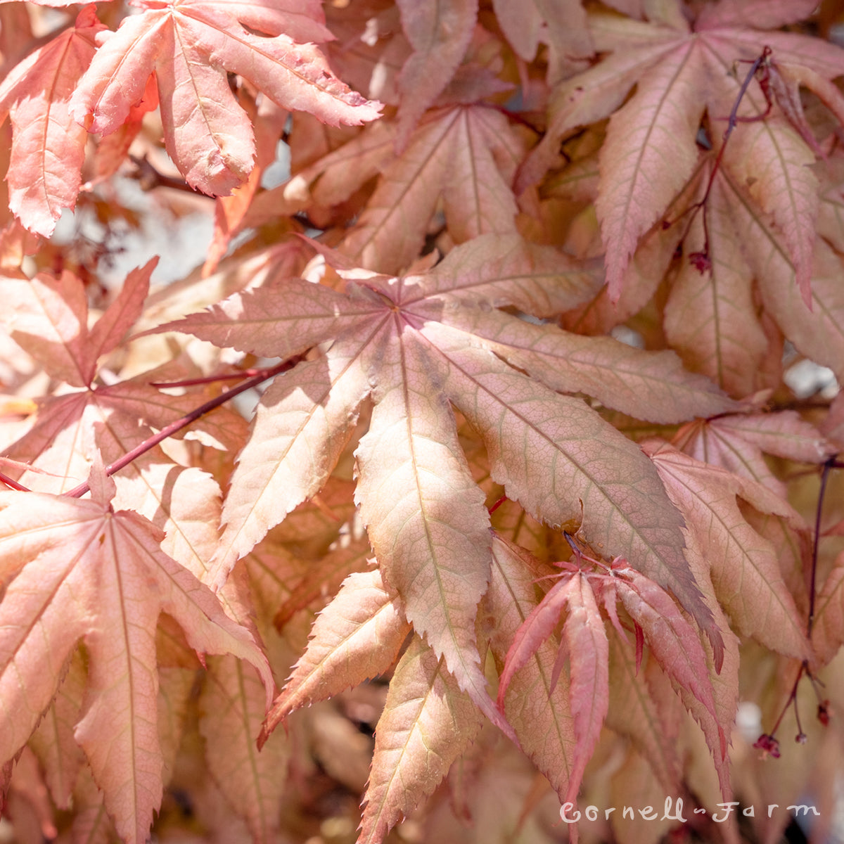 Acer p. Amber Ghost 4-5ft Japanese Maple